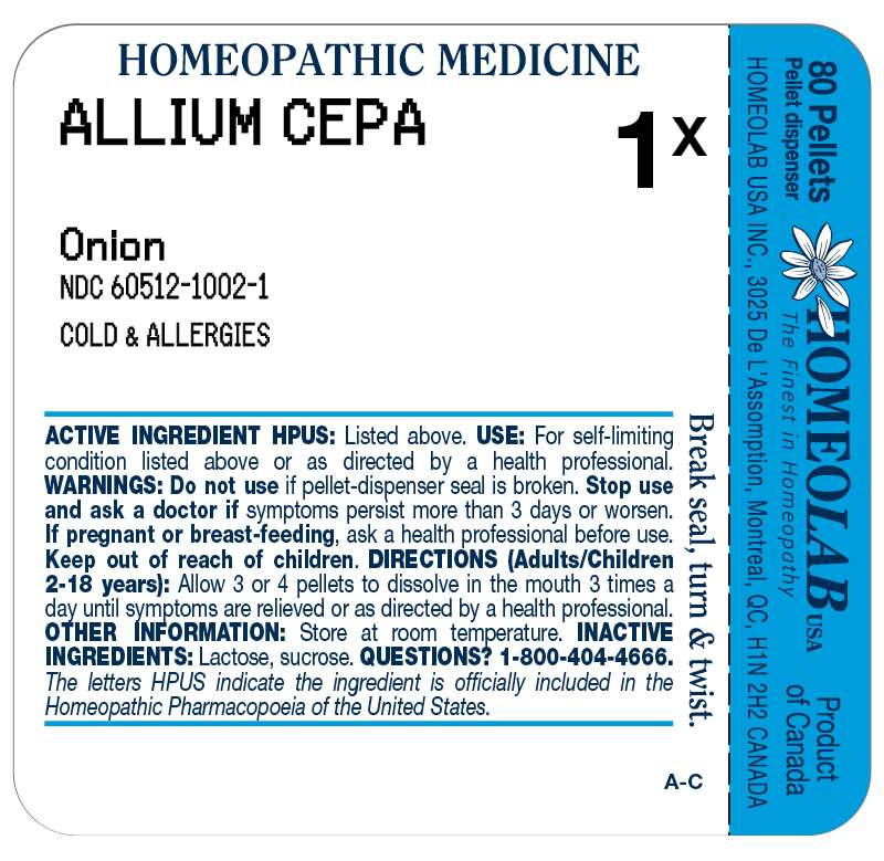 ALLIUM CEPA